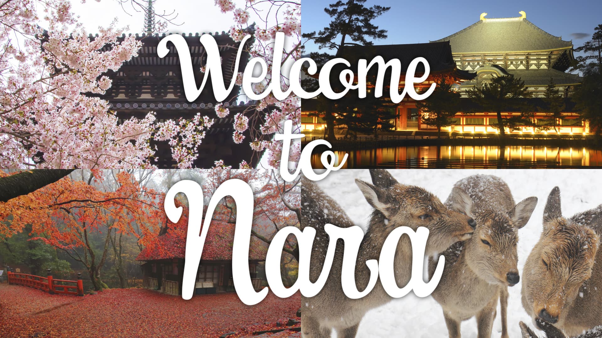 Welcome to Naraのアニメーション画像01